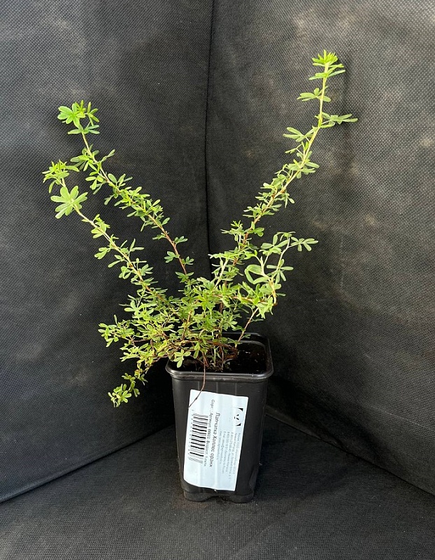 Лапчатка (Курильский чай) Хоплейс Оранж 1 шт Р9